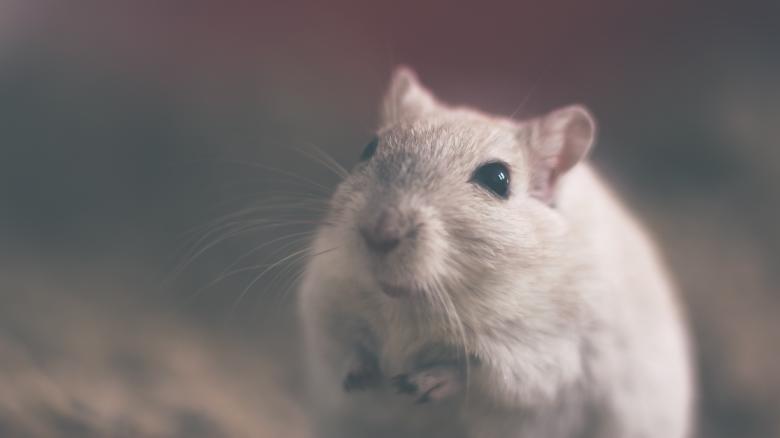 Free stock image of Cute White Mouse created by Unsplash