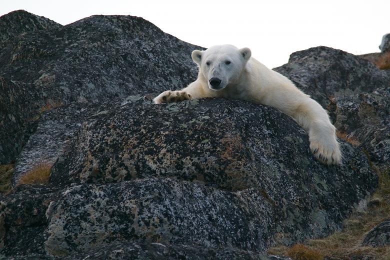 Free stock image of Polar Bear created by Unsplash