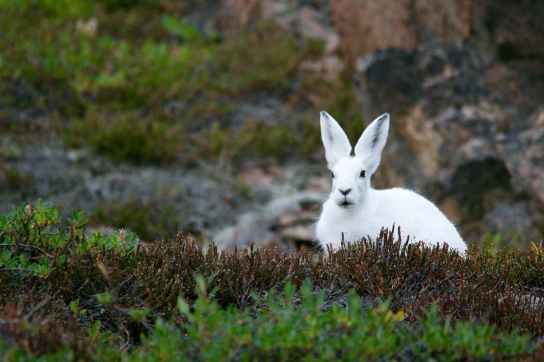 Free stock image of White Rabbit created by Unsplash