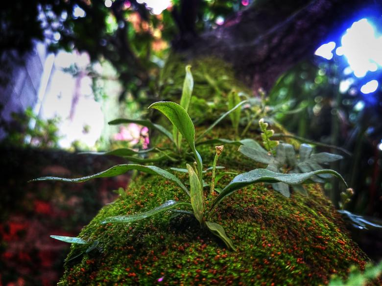 Free stock image of Nature created by Unsplash