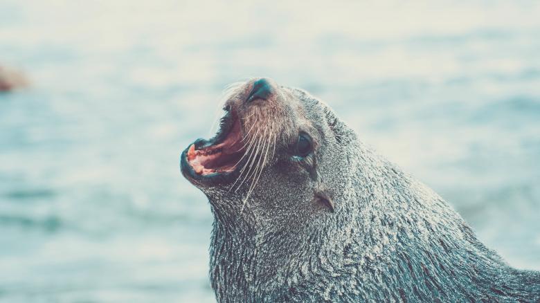 Free stock image of Seal created by Unsplash