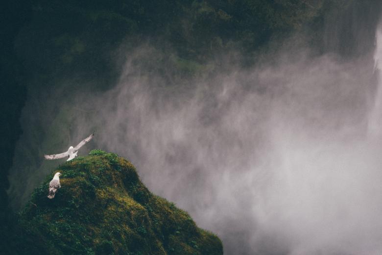 Free stock image of Seagulls by Waterfall created by Unsplash