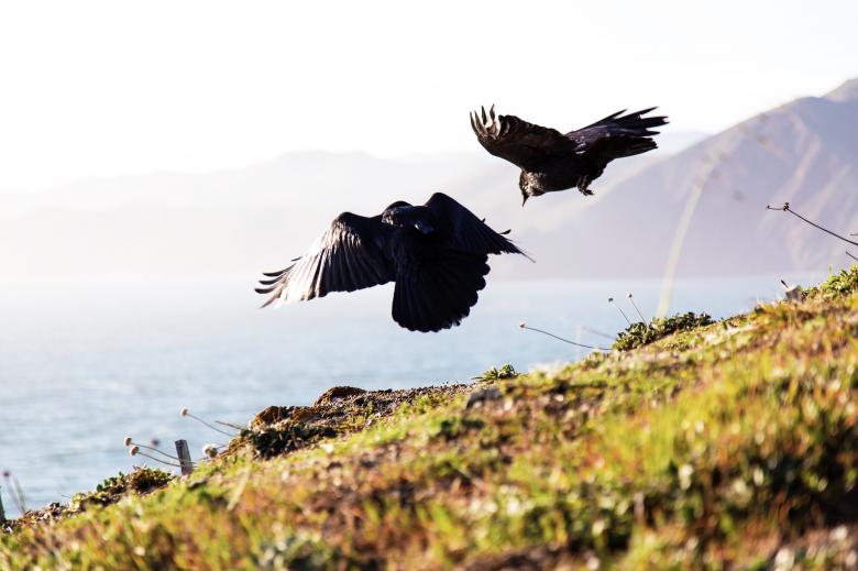 Free stock image of Freedom created by Unsplash
