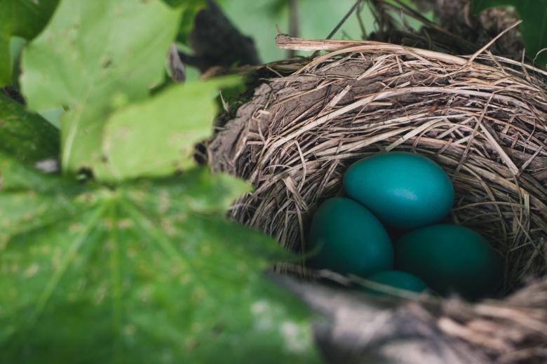 Free stock image of Green eggs created by Unsplash