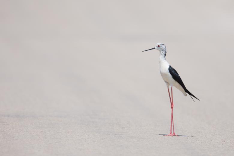 Free stock image of Long Legs created by Unsplash