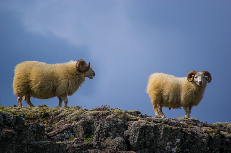 Free stock image of Wild Sheep created by Unsplash