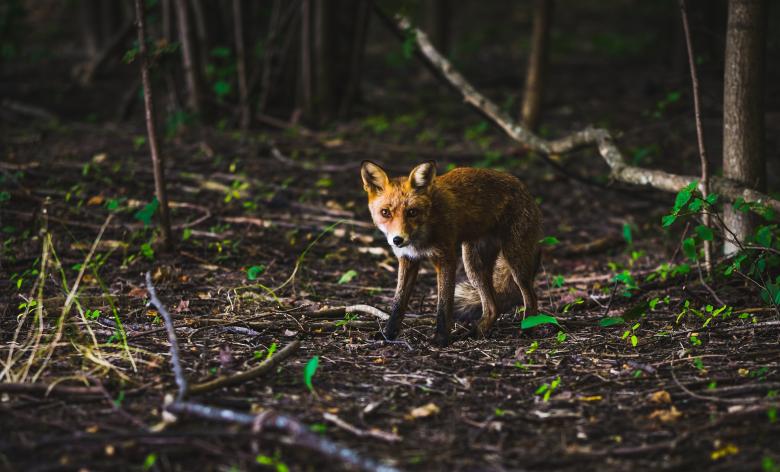 Free stock image of Fox created by Unsplash