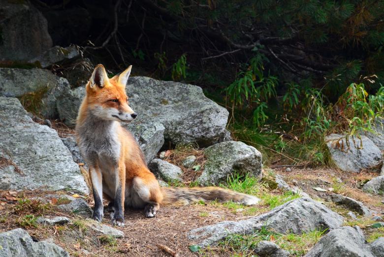 Free stock image of Fox created by Unsplash