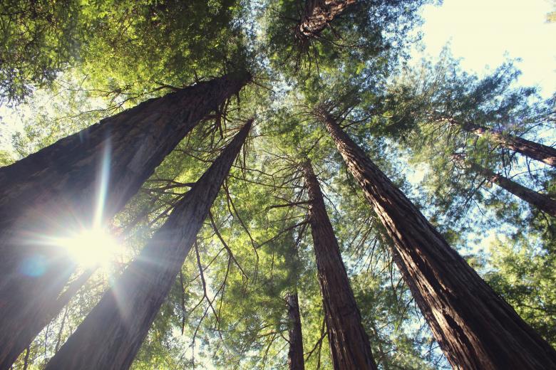 Free stock image of Giant created by Unsplash