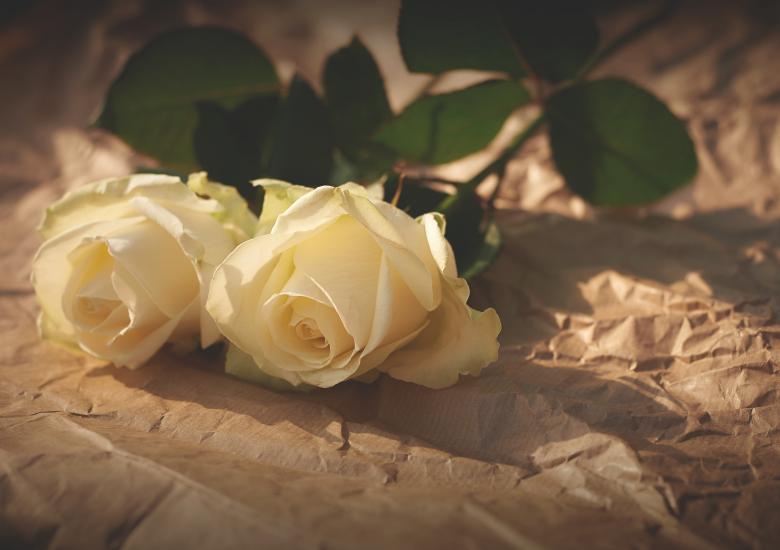 Free stock image of Flowers created by Unsplash
