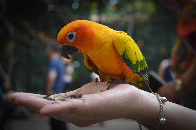Free stock image of On the hand created by Unsplash