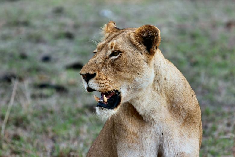 Free stock image of Roar created by Unsplash