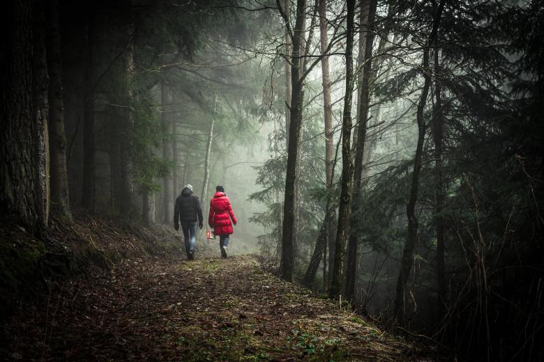 Free stock image of Into the wild created by Unsplash