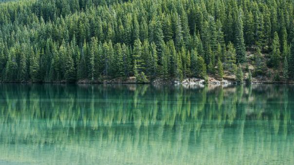 Mirror Effect - Free Stock Photo
