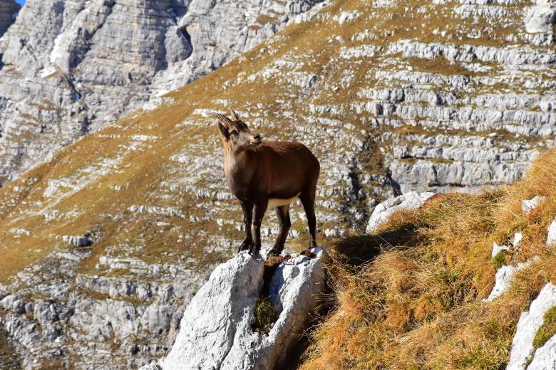 Free stock image of Ibex created by Unsplash