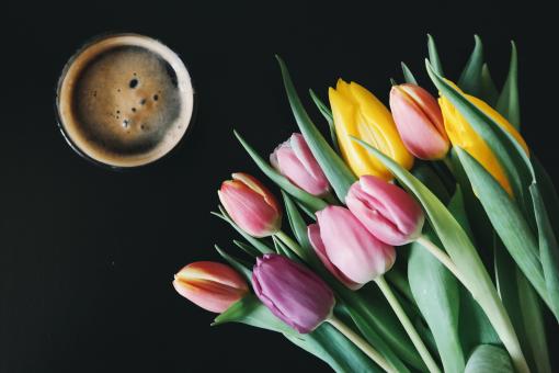 Coffee and Tulips - Free Stock Photo