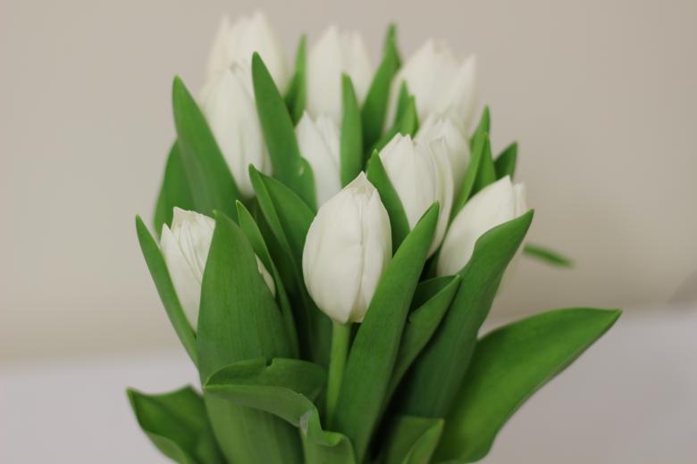Free stock image of Tulip created by Unsplash