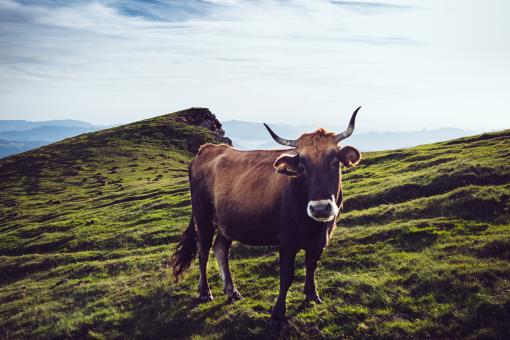 Free Stock Photo of Cow