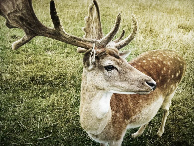 Free stock image of Deer Close Up created by Unsplash