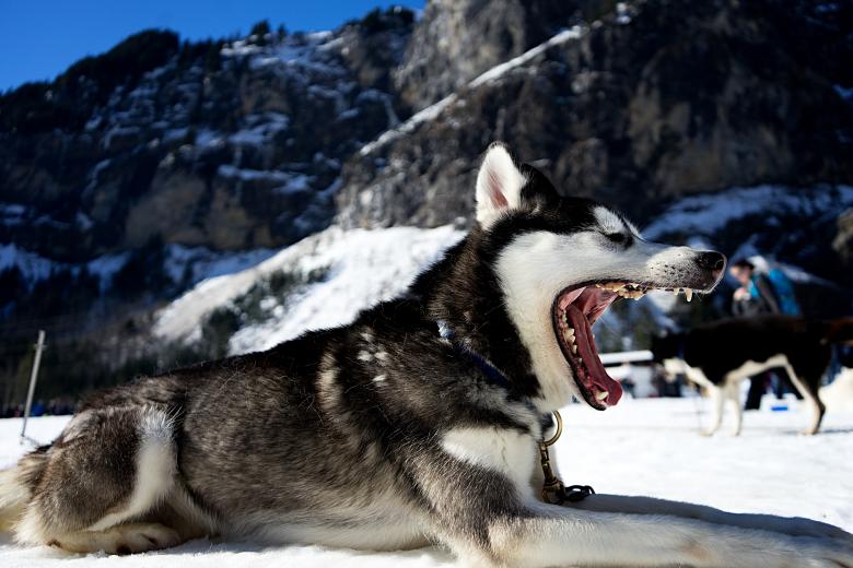 Free stock image of Wolf created by Unsplash