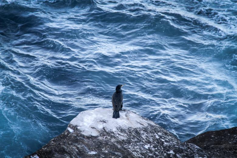 Free stock image of Seagull created by Unsplash