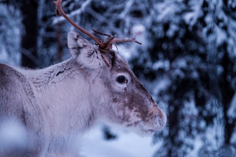 Free stock image of Wild created by Unsplash