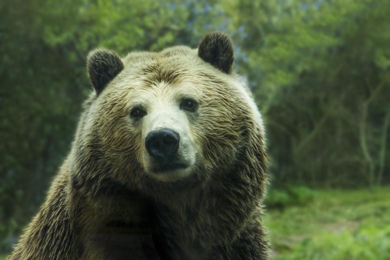 Free stock image of Bear created by Unsplash