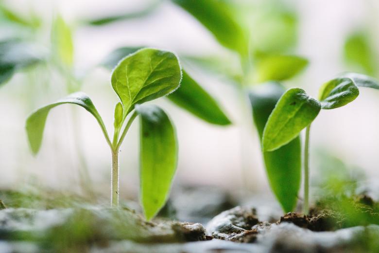 Free stock image of Nature created by Unsplash