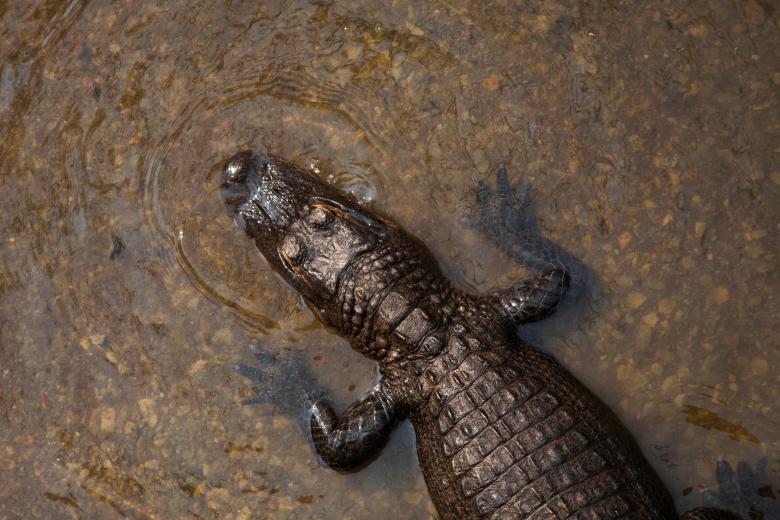 Free stock image of Croc created by Unsplash
