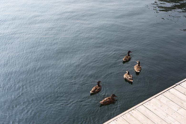 Free stock image of Five Ducks created by Life of Pix