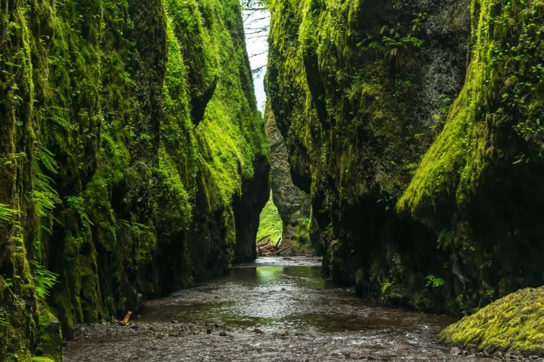 Free stock image of River in Forest created by Life of Pix