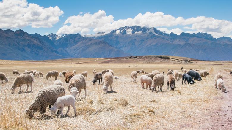Free stock image of Sheep Grazing created by Life of Pix