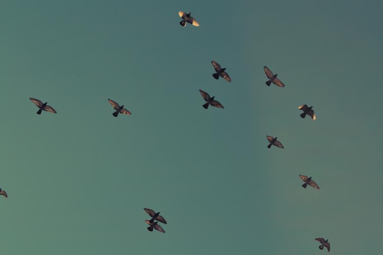 Free stock image of Pigeons created by Life of Pix