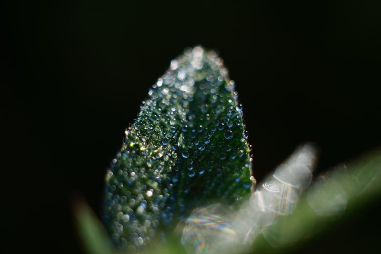 Free stock image of Leaves created by Life of Pix