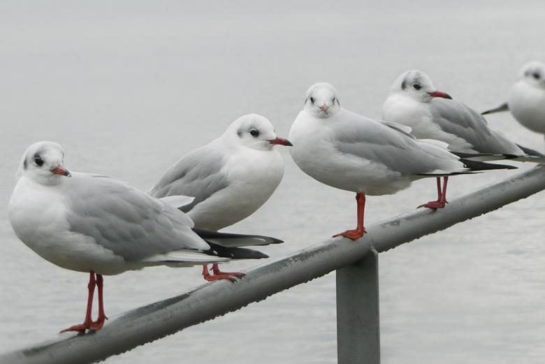 Free stock image of Five Seagulls created by Life of Pix