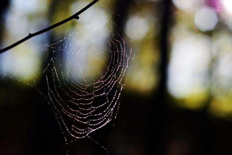 Free stock image of Spider Web created by Life of Pix