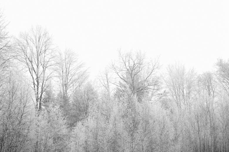 Free stock image of Frozen Trees created by Life of Pix