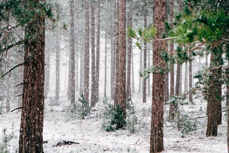 Free stock image of Forest In Winters created by Life of Pix
