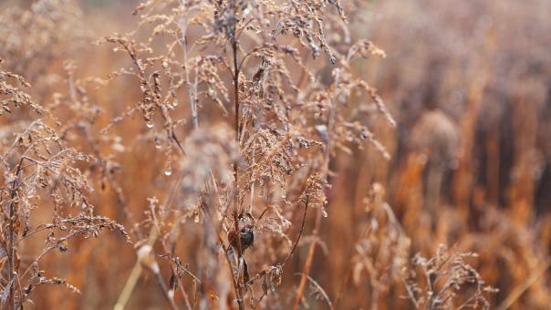 Free Stock Photo of Field