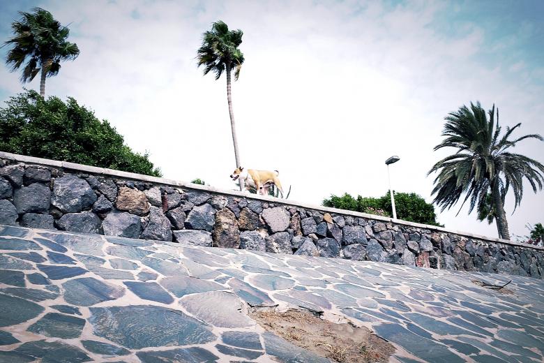 Free stock image of Palm Trees created by Life of Pix