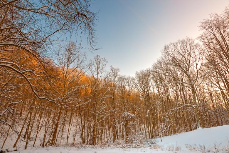 Free stock image of Golden Winter Forest - HDR created by Nicolas Raymond