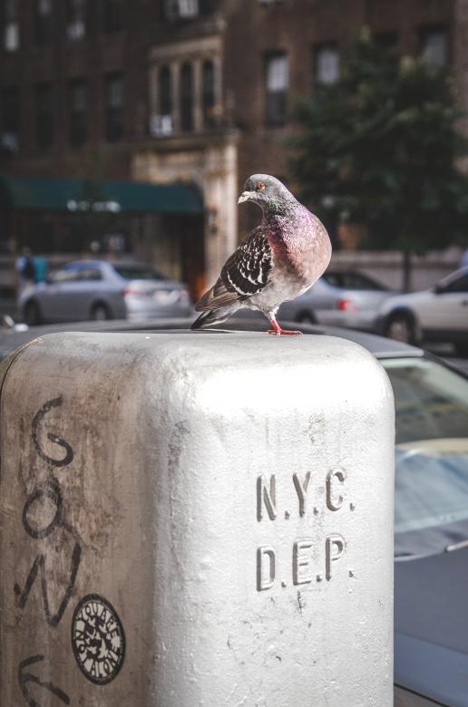 Free stock image of Pigeon created by Unsplash