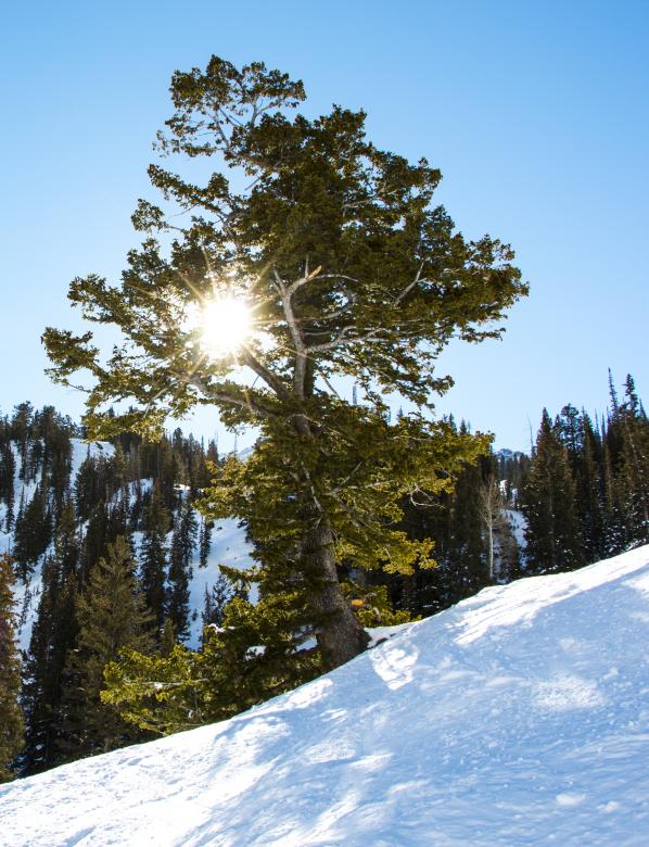 Free stock image of Sunlight created by Unsplash