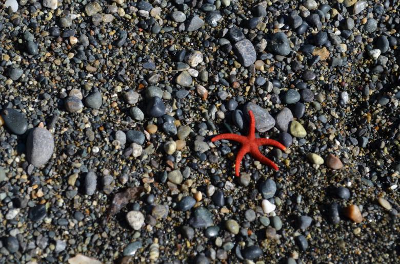 Free stock image of Star fish created by Unsplash