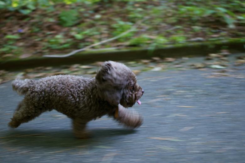 Free stock image of Running Pup created by Unsplash