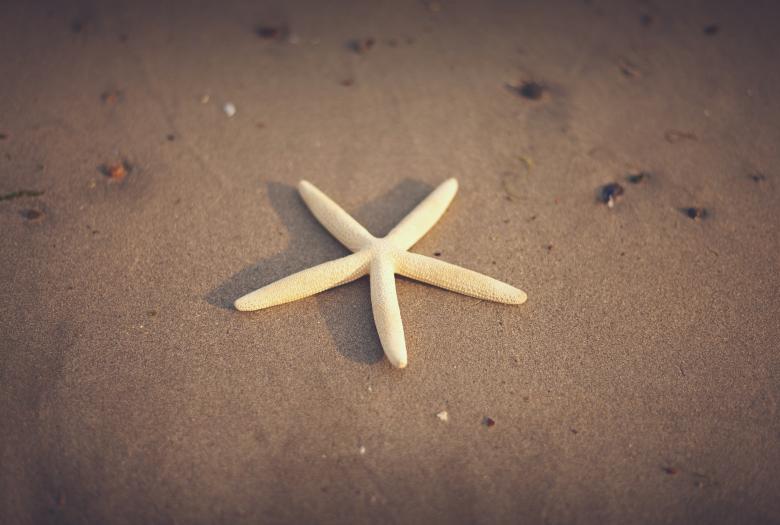Free stock image of Star Fish created by Unsplash