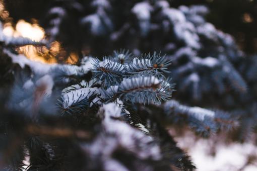 Free Stock Photo of Frozen