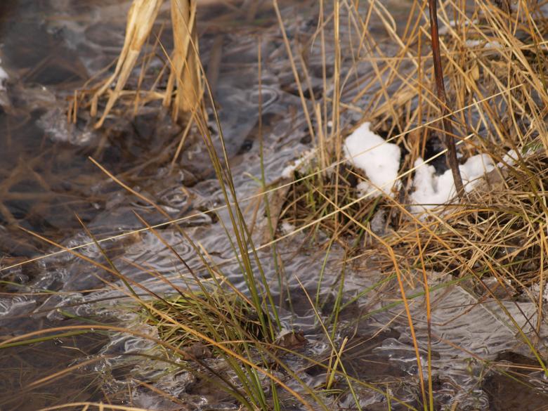 Free stock image of Frozen Grass created by Marko Mäkinen