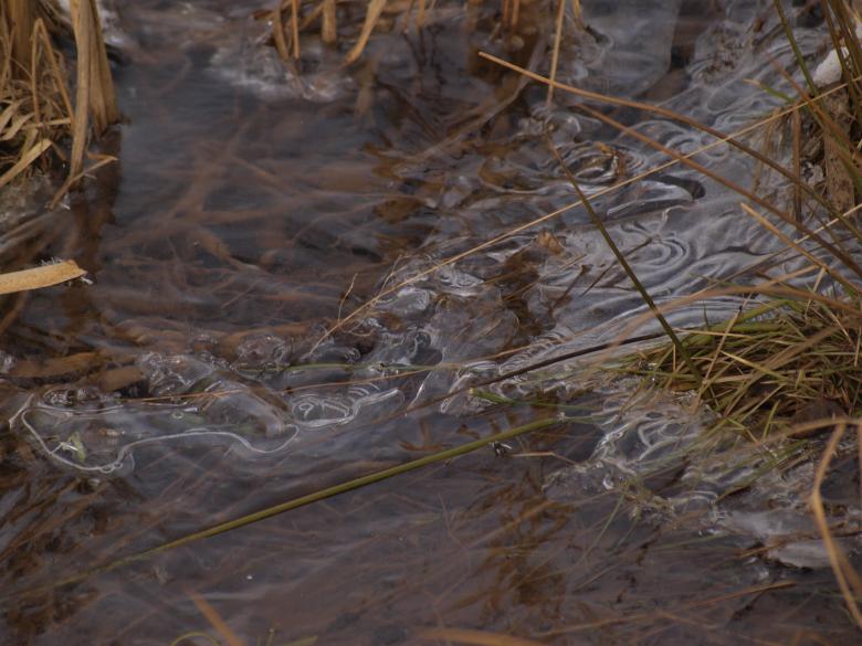 Free stock image of Frozen Grass created by Marko Mäkinen
