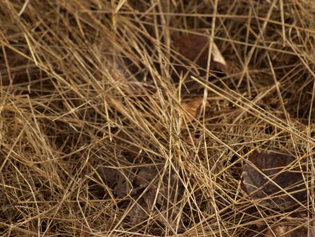 Free Stock Photo of Yellow Grass Texture
